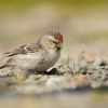 Cecetka belava - Acanthis hornemanni - Arctic Redpoll 1965